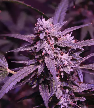 Original Cinderella Auto feminized seeds