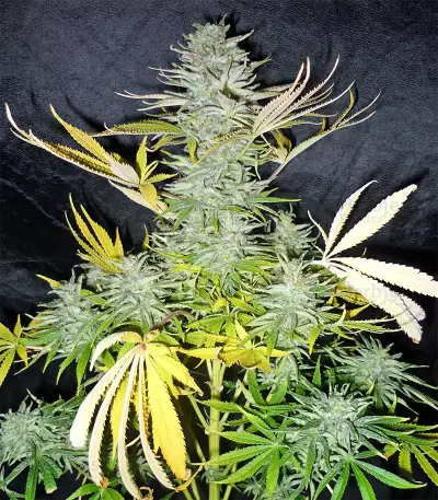 Graines de cannabis Panama (CannaBioGen)
