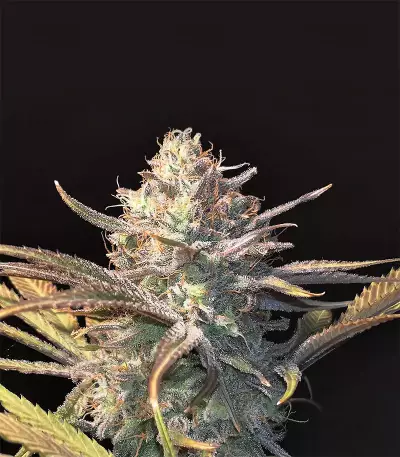 Peyote Critical (Barney's Farm) Cannabis-Samen