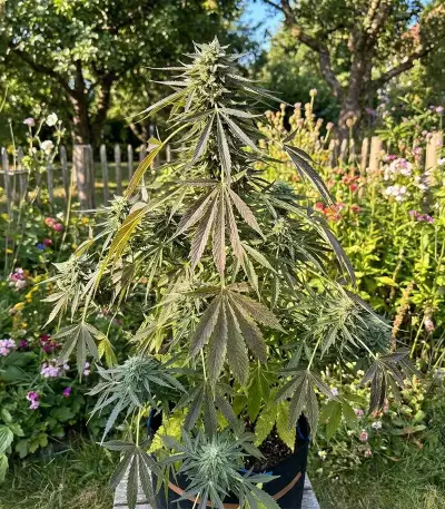 Power Plant Auto Seeds
