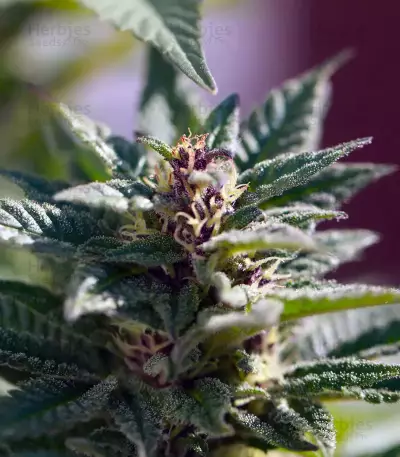Purple Punch Seeds (Barney's Farm)