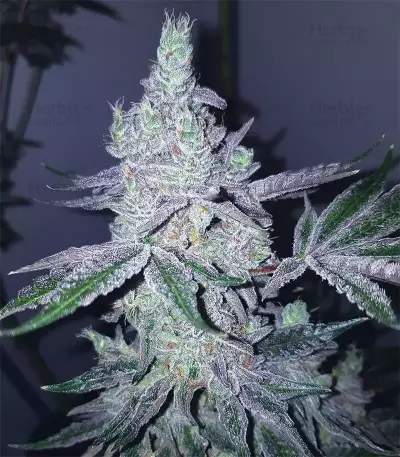 Triple G (RQS)