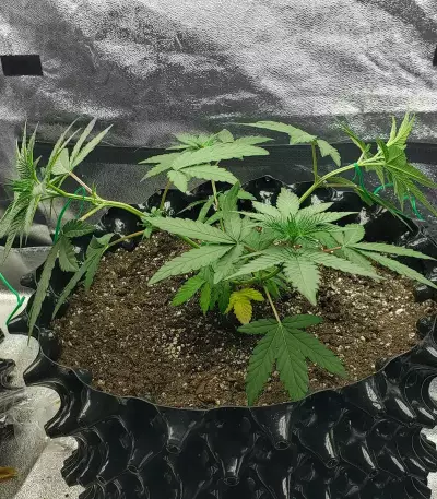 Trippy Gorilla