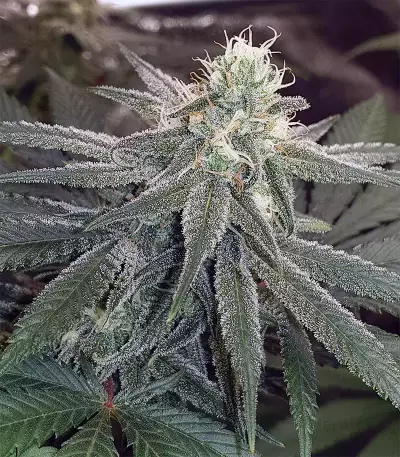 Semillas feminizadas Wedding Cake (Original Sensible Seeds)