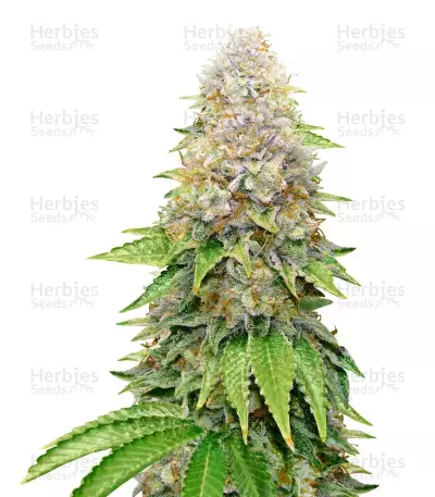 White OG feminized seeds