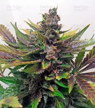 Graines de cannabis White Widow regular (Nirvana Seeds)