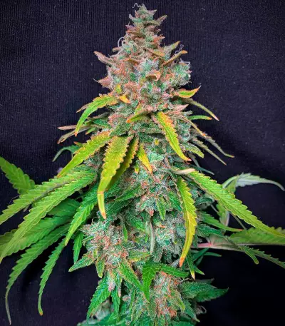 Super Silver Haze Seeds (Green House Seeds)