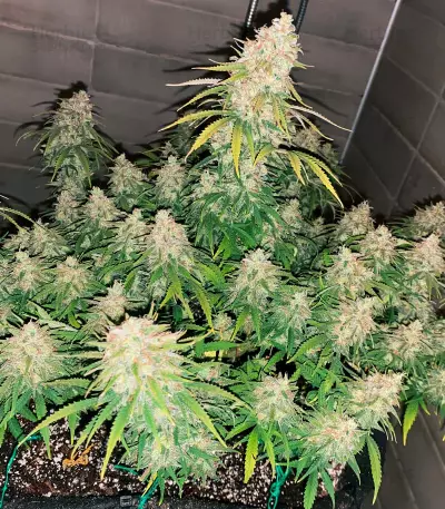 Super Silver Haze Seeds (Green House Seeds)