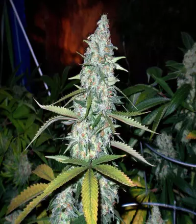 Apollo 11 strain