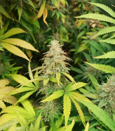 White Rhino (Herbies Seeds)