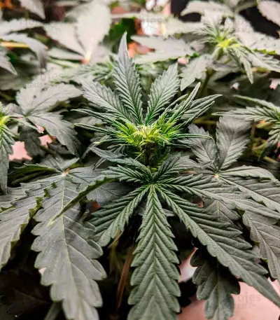 Amnesia Autoflower (Herbies Seeds)
