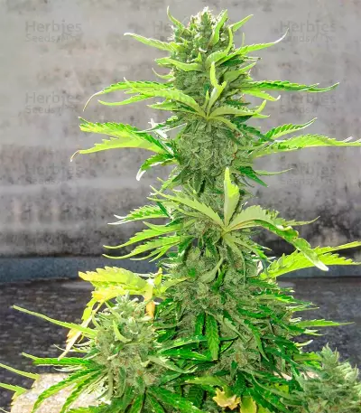 Blue Dream Autoflower (Herbies Seeds)