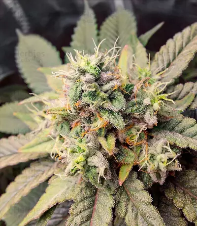 Runtz (Herbies Seeds)