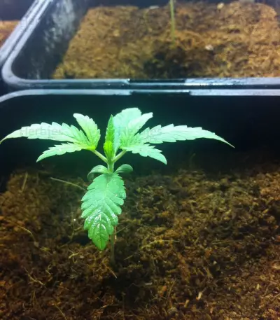 Dance World CBD feminized seeds