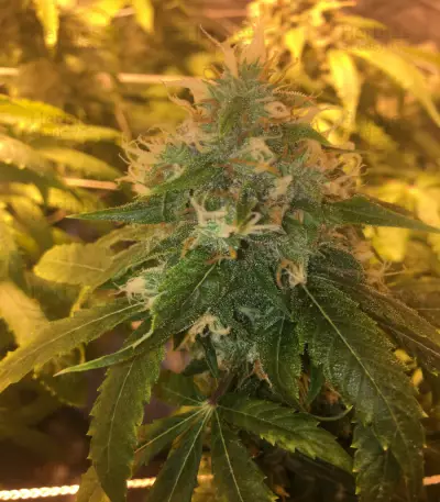 Hash Bomb Seeds