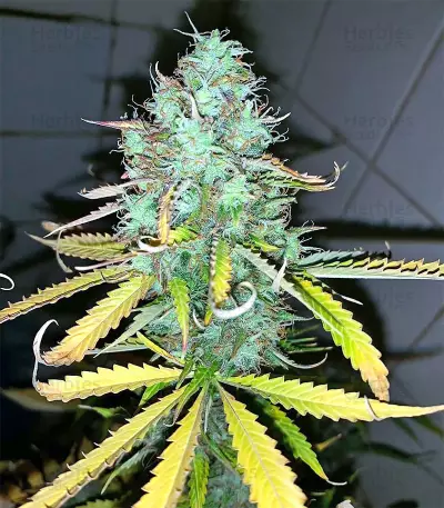 Graines féminisées d’Afghani #1 (Sensi Seeds)