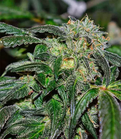 Graines féminisées d’Afghani #1 (Sensi Seeds)