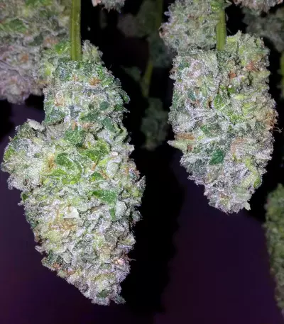 Amnesia OG regular strain