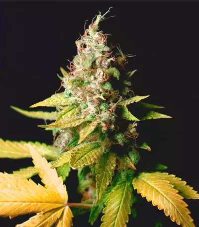 Amnesia White strain