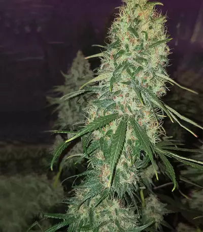 Apollo Haze regular strain