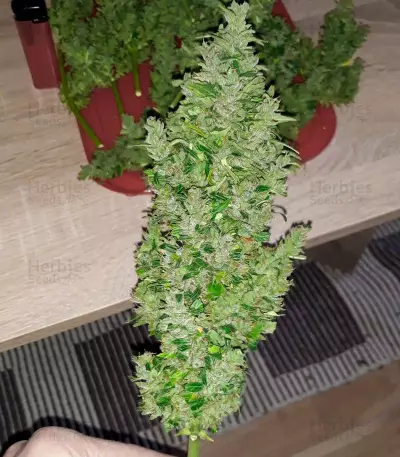 Auto Duck strain flower