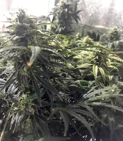 Auto Purple Gorilla Seeds