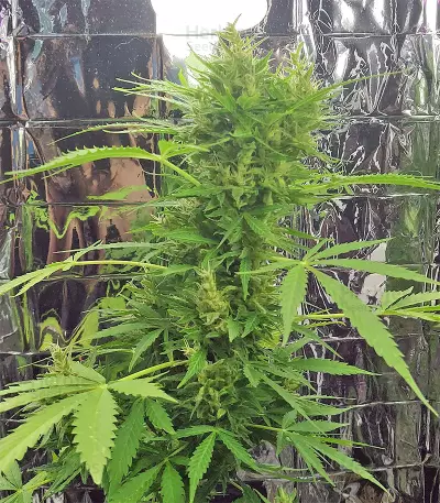 BCN Power Plant Seeds