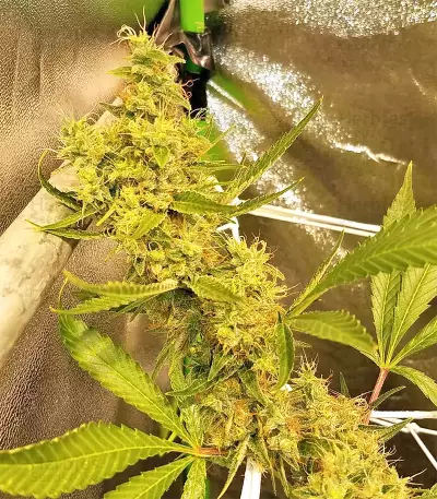 Bangi Haze x Ethiopian Seeds