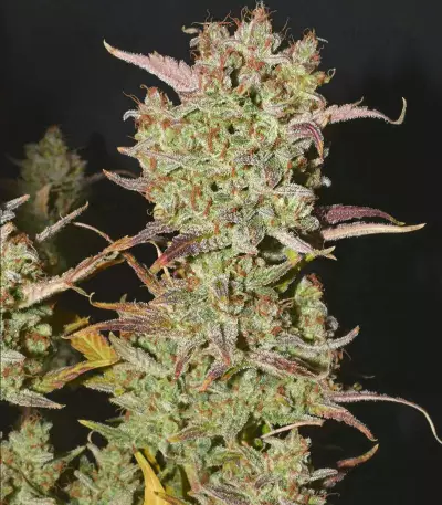 Blood Orange Sorbet cannabis strain