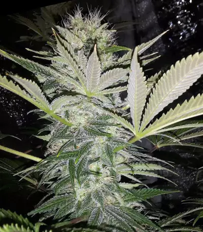 Blue Cindy feminized seeds