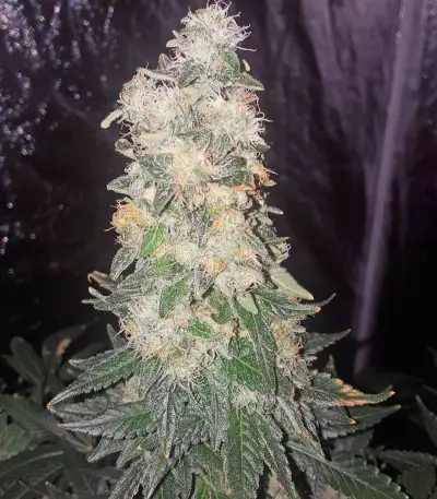 Bubba Kush Line mix Seeds