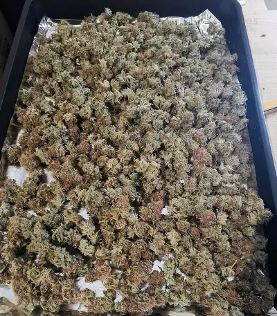 Graines de cannabis Bubblegum (T.H. Seeds)