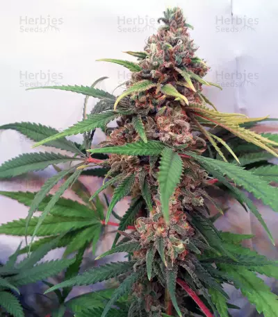 Graines de cannabis Cannalope Kush (DNA Genetics)
