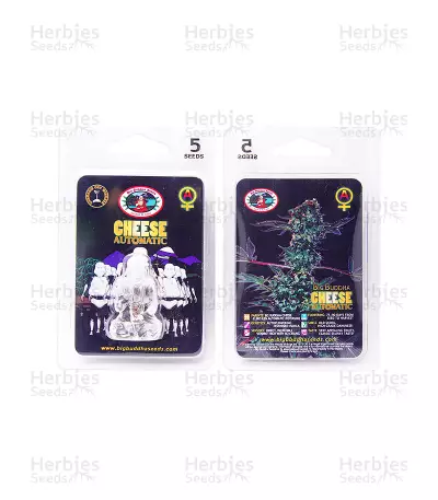 Cheese Automatic Seeds (Big Buddha Seeds)