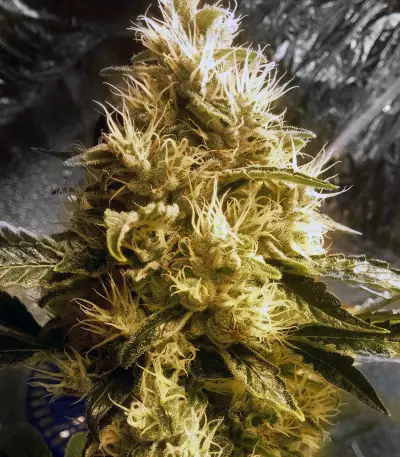 Chemdawg #4 (Big Head Seeds)