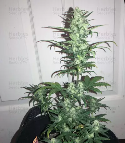 Chemdog #4 semi femminizzati