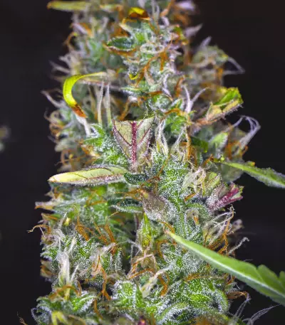 Semi femminizzati Cherry Bomb Auto