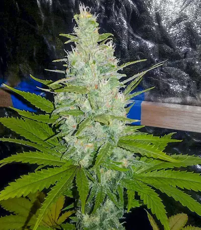 Double Gum regular (White Label)