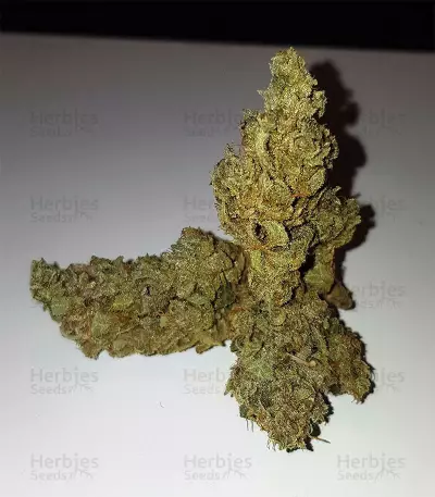 Gelato Auto feminized seeds (Original Sensible Seeds)