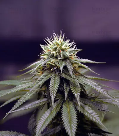 Ghost Train Haze #1 (Rare Dankness Seeds) Cannabis-Samen
