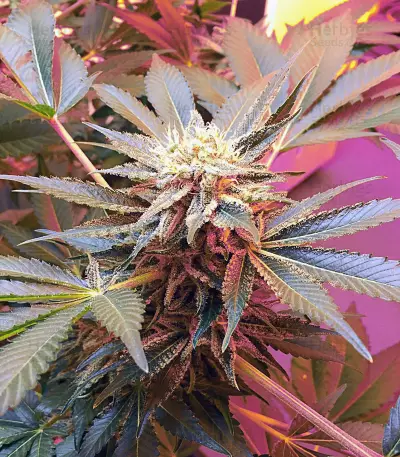 Girl Scout Cookies (Cali Connection Seeds)