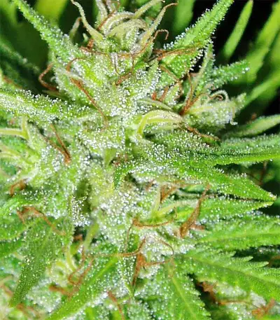 Graines de cannabis Guawi (Ace Seeds)
