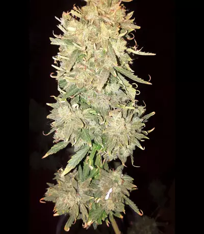 Hindu Kush feminized seeds