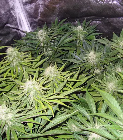 Graines de cannabis Kong 47 (Dr. Underground)