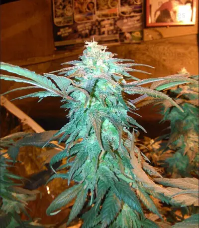 Graines de cannabis LA Confidential (DNA Genetics)