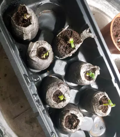 Lemonberry Haze Auto (Original Sensible Seeds)