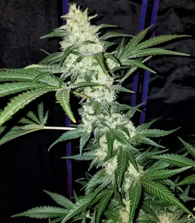 Mexican Sativa Seeds