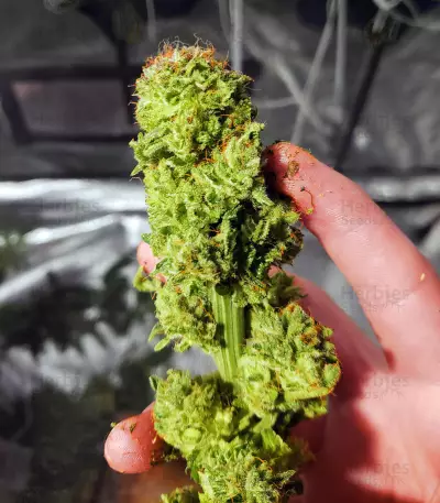 Graines de cannabis Midnight Kush (G13 Labs)