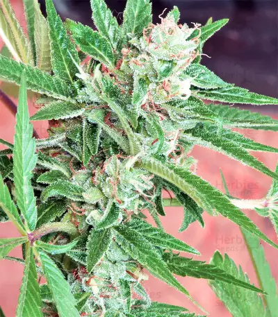 Nepal Jam Seeds (CannaBioGen)