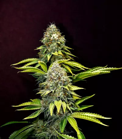 OG Lemon Bilbo Seeds